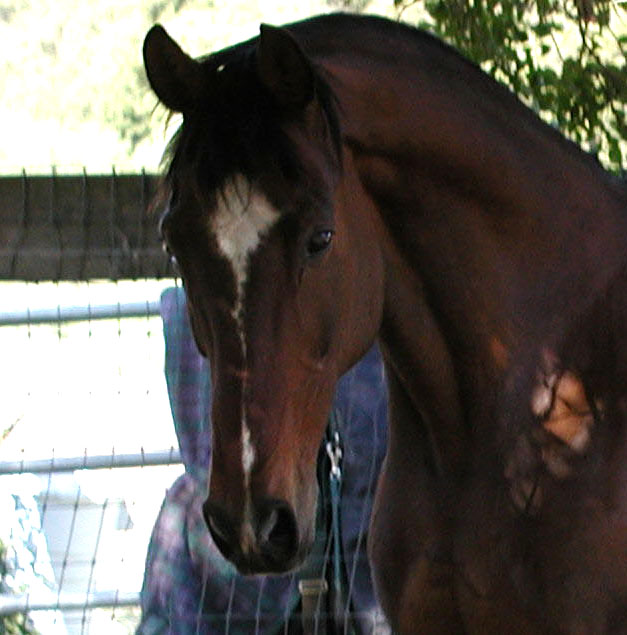 romeo